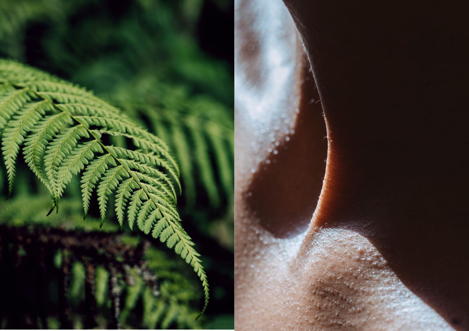 A diptych of a fern frond and the curve of a sunlit neck — canopy meets body